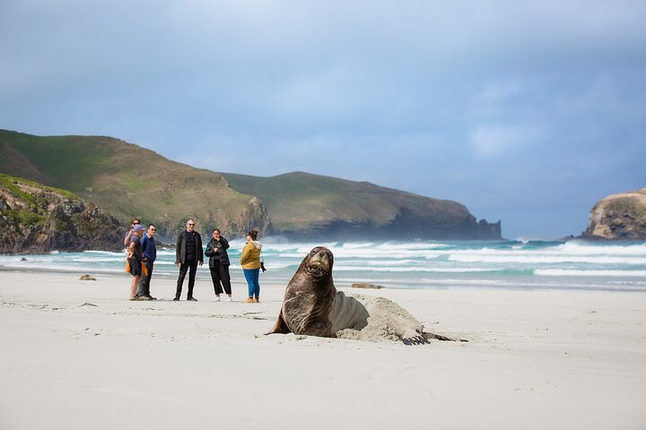 Visit a remote beach on the Otago Peninsula.